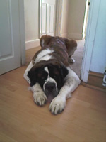 Henessey-3-St. Bernard-dog-training-dog-trainer-kent-se-england